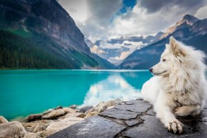Nombres para Mascotas Inspirados en la Naturaleza: Ideas Frescas y Significativas