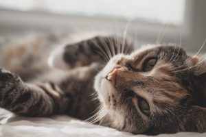 7 nombres hermosos para gatas: Encuentra el nombre perfecto para tu felina