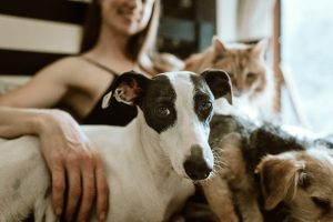 Nombres Creativos para Perros y Gatos: Ideas Divertidas y Originales que Harán Brillar a tu Mascota
