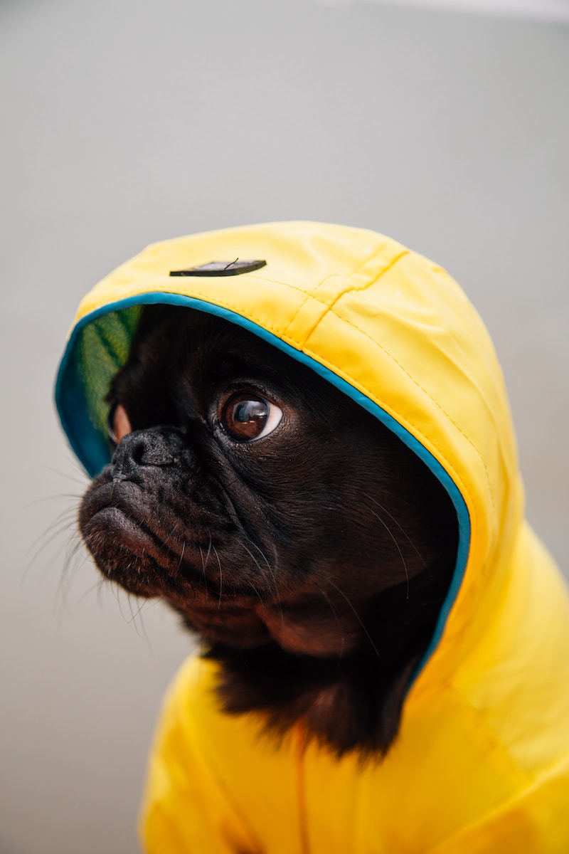 adult black puppy in yellow raincoat